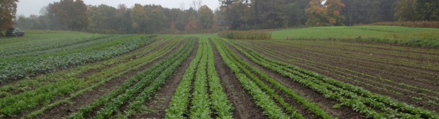 Organic farm fields in North Easton, MA