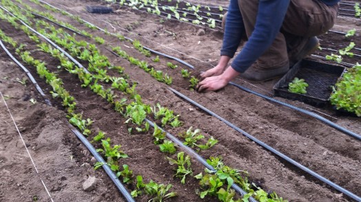 planting high tunnel