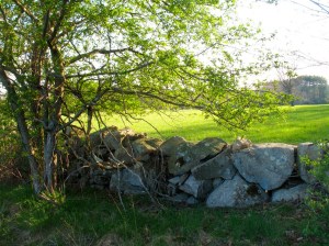 Sunlit farm fields with old stone wall.